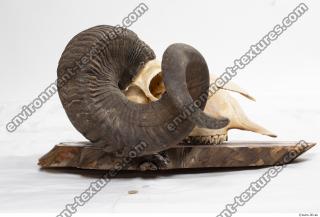 mouflon skull antlers 0016